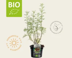 Artemisia abrotanum 'Maritima' Puur