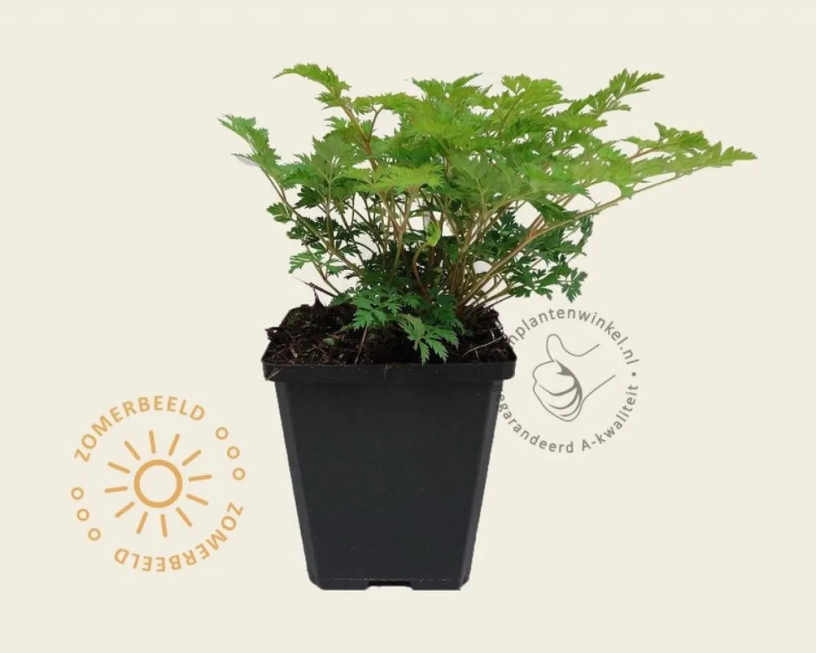 Aruncus aethusifolius