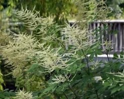 Aruncus dioicus