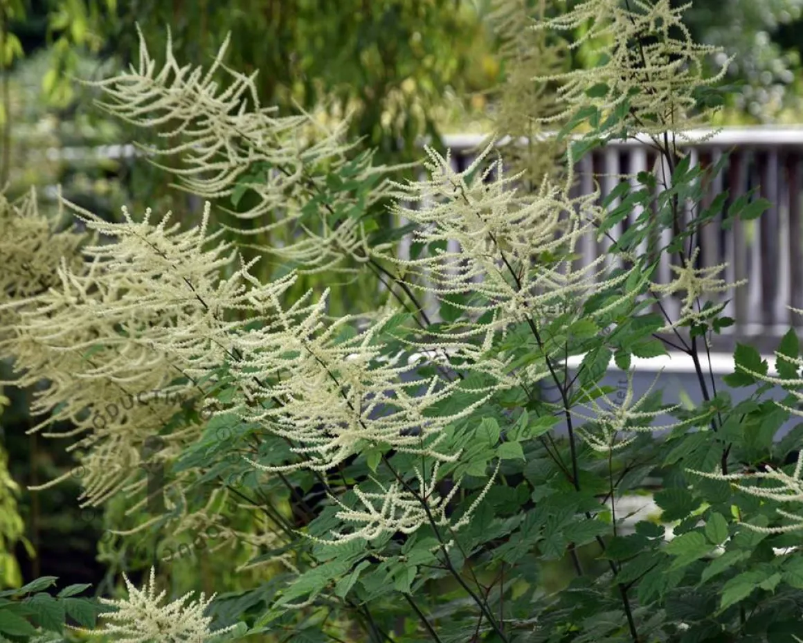 Aruncus dioicus