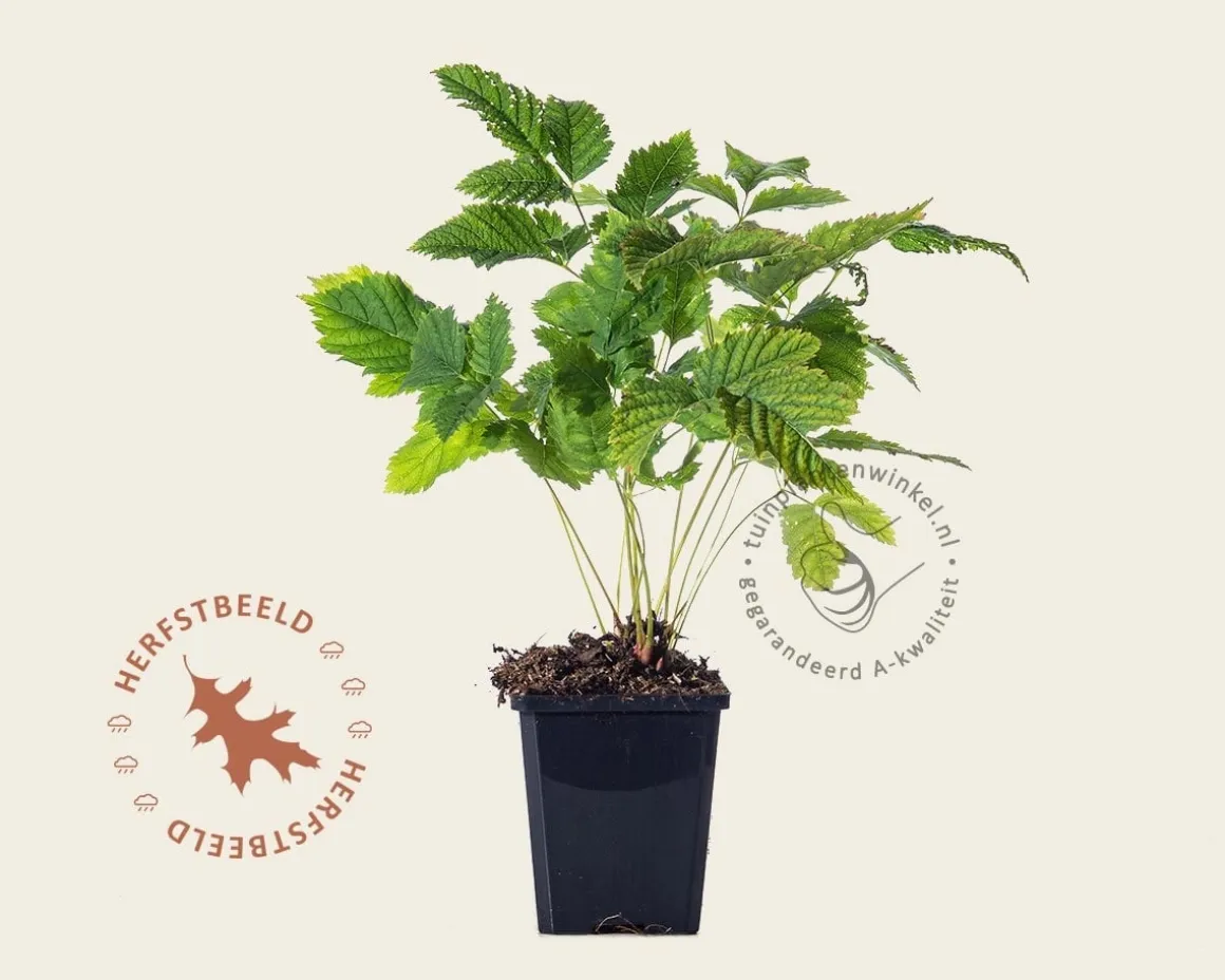 Aruncus dioicus