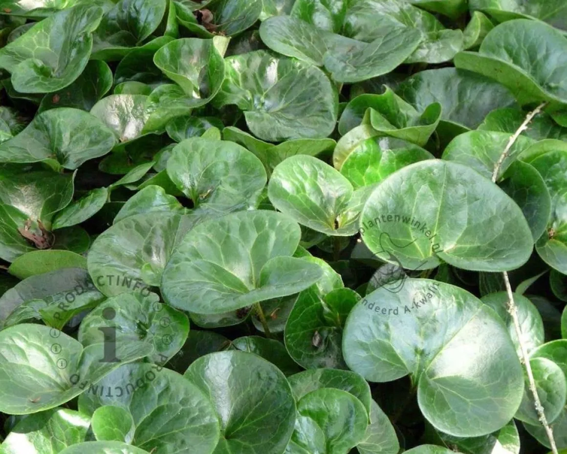 Asarum europaeum