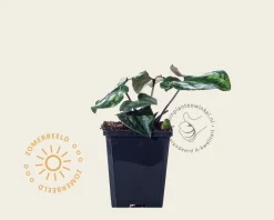 Asarum splendens