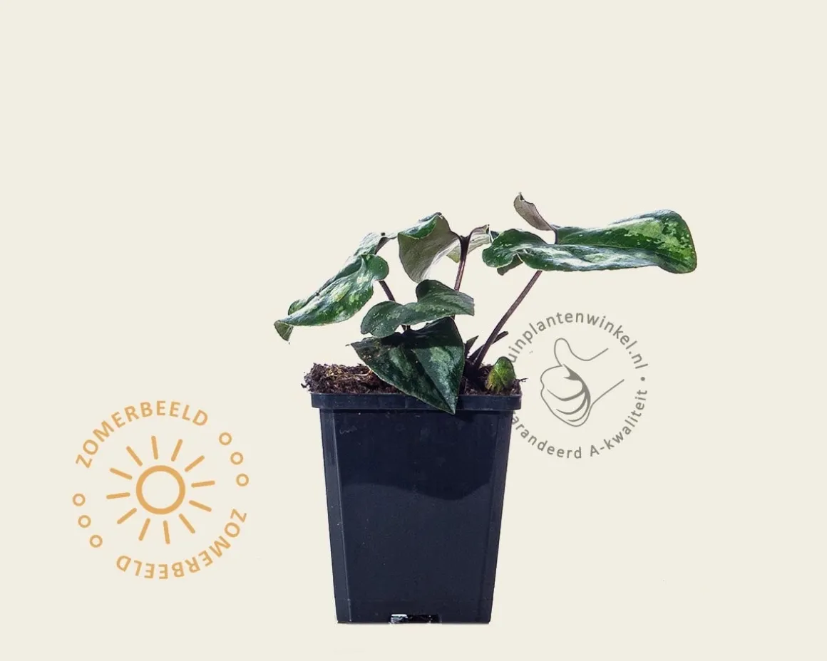 Asarum splendens