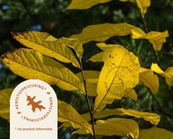 Asimina triloba