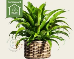 Asplenium antiquum