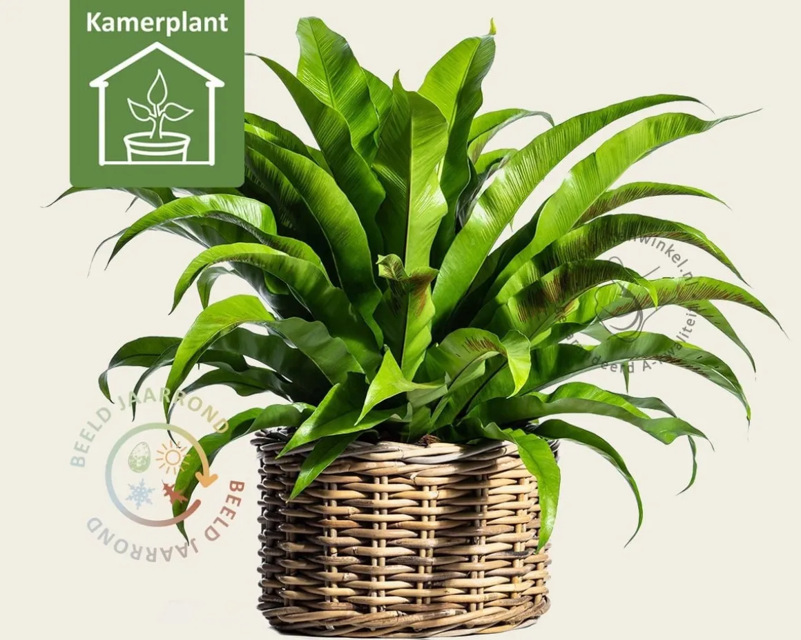 Asplenium antiquum