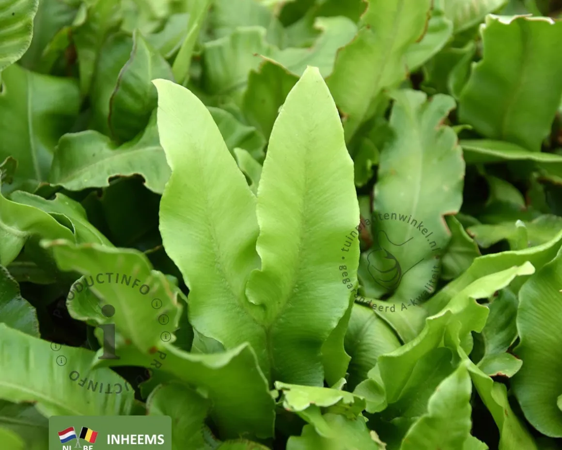 Asplenium scolopendrium