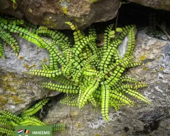 Asplenium trichomanes