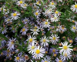 Aster ageratoides 'Adustus Nanus'