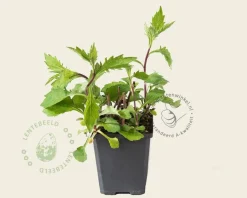 Aster ageratoides 'Asran'