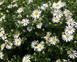 Aster ageratoides 'Starshine'