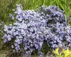 Aster cordifolius 'Little Carlow'