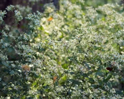 Aster divaricatus