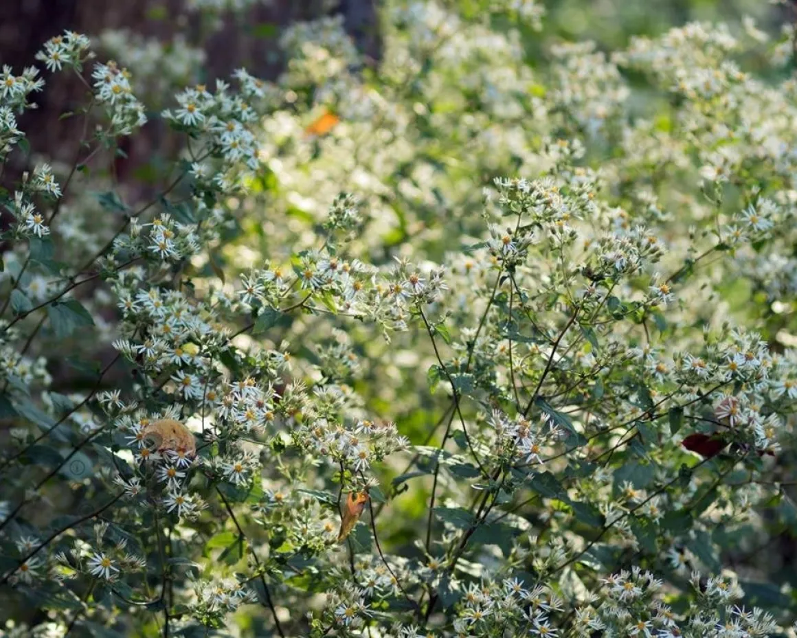 Aster divaricatus