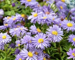Aster dumosus 'Professor Anton Kippenberg'