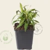 Aster lateriflorus 'Horizontalis'