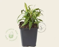 Aster lateriflorus 'Horizontalis'