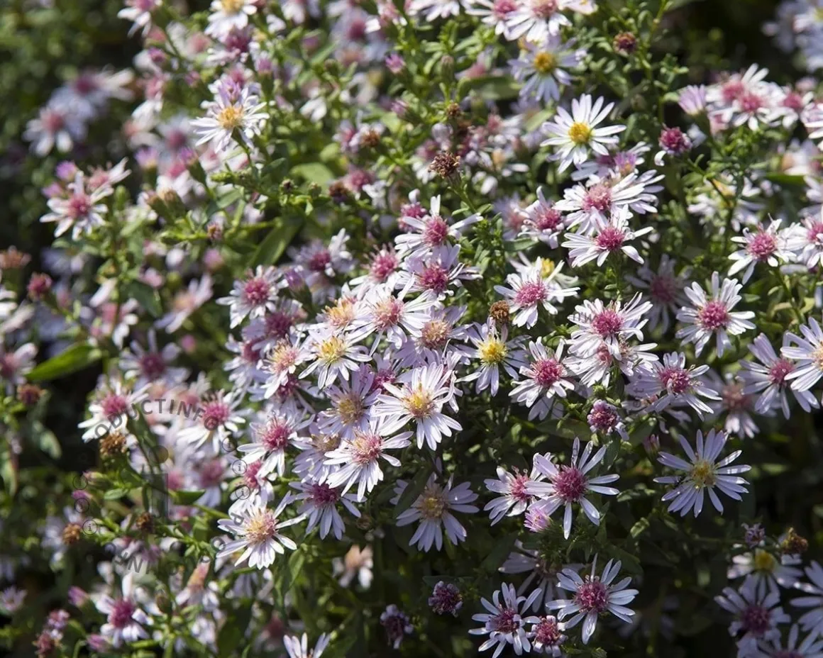 Aster lateriflorus 'Horizontalis'