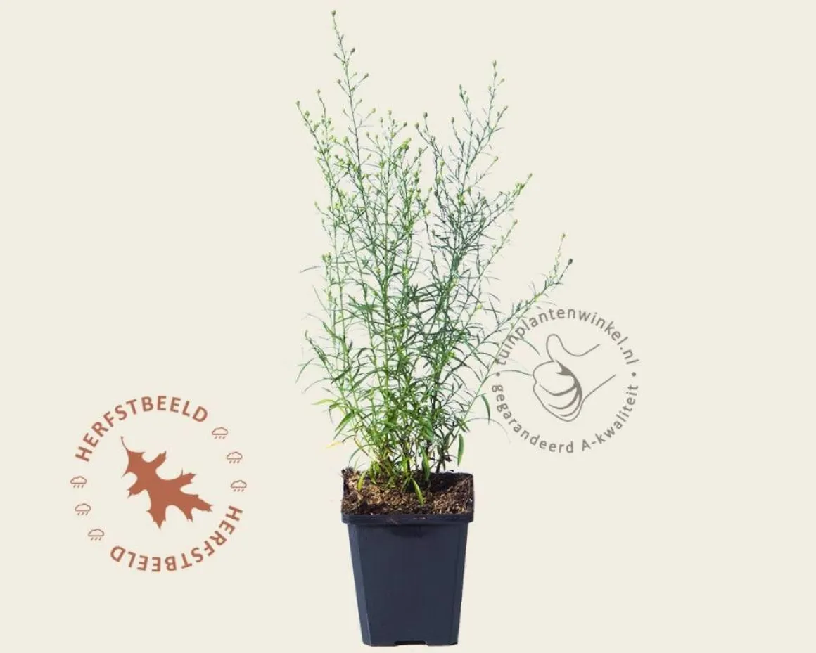 Aster pringlei 'Monte Cassino'