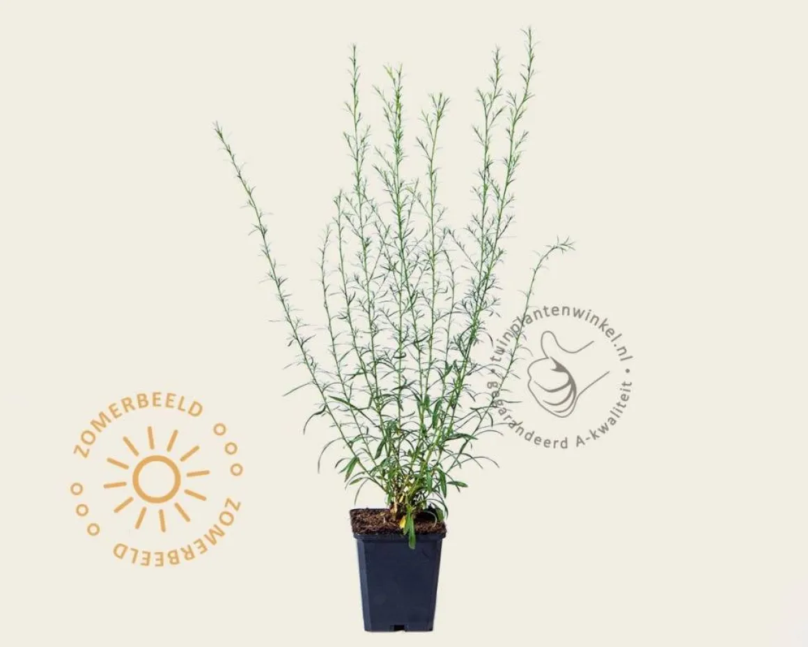 Aster pringlei 'Monte Cassino'