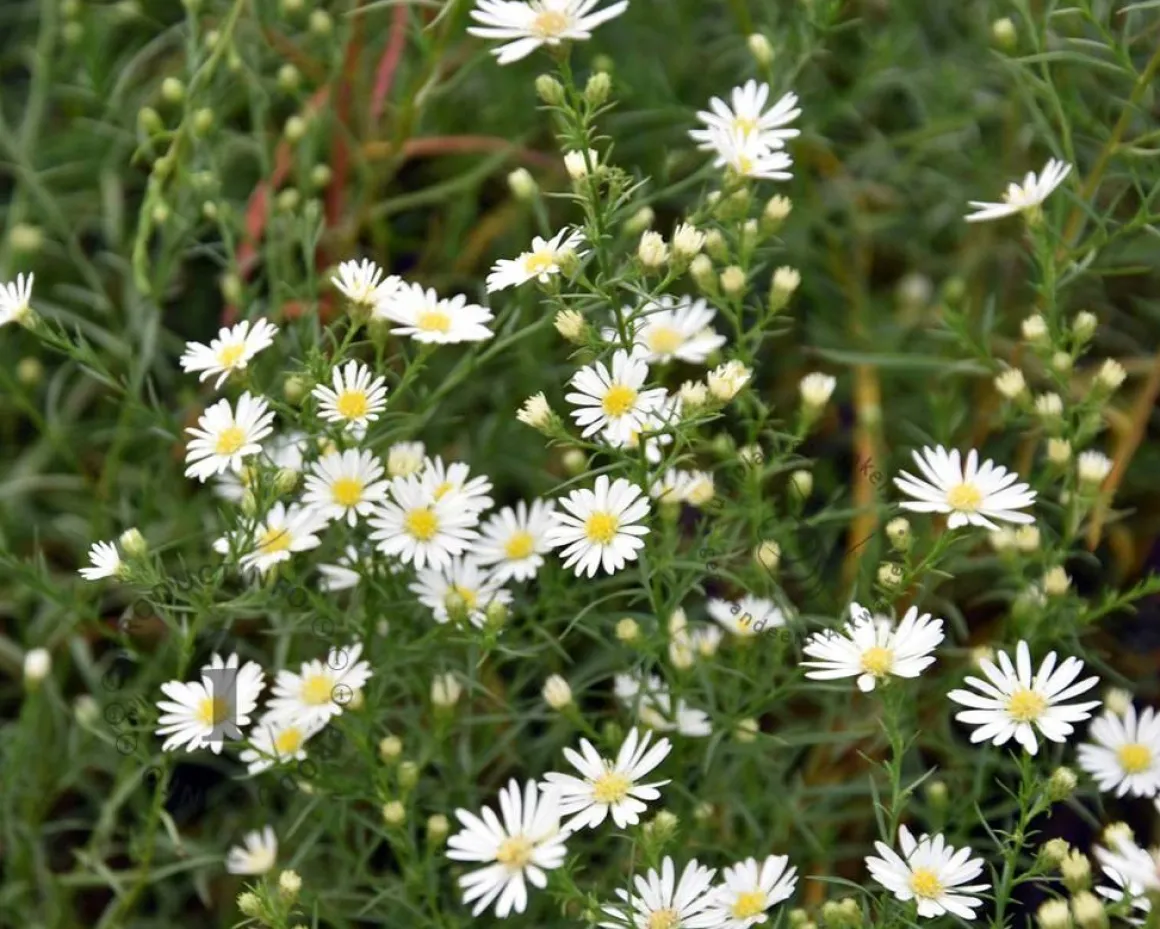 Aster pringlei 'Monte Cassino'