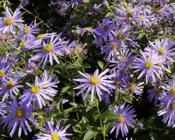 Aster x frikartii 'Mönch'