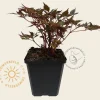 Astilbe arendsii 'Fanal'