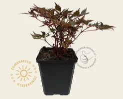 Astilbe arendsii 'Fanal'