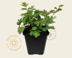 Astilbe chinensis 'Pumila'