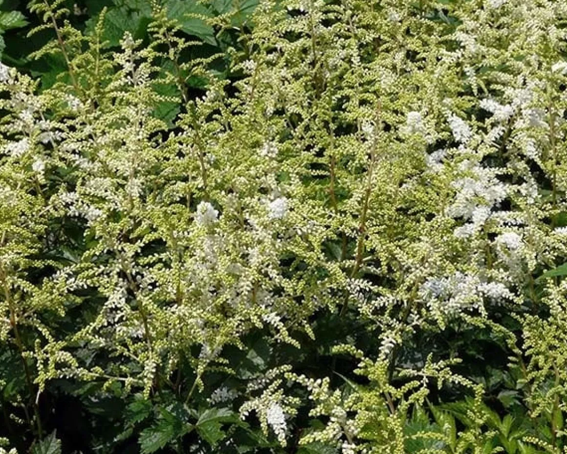 Astilbe japonica 'Deutschland'
