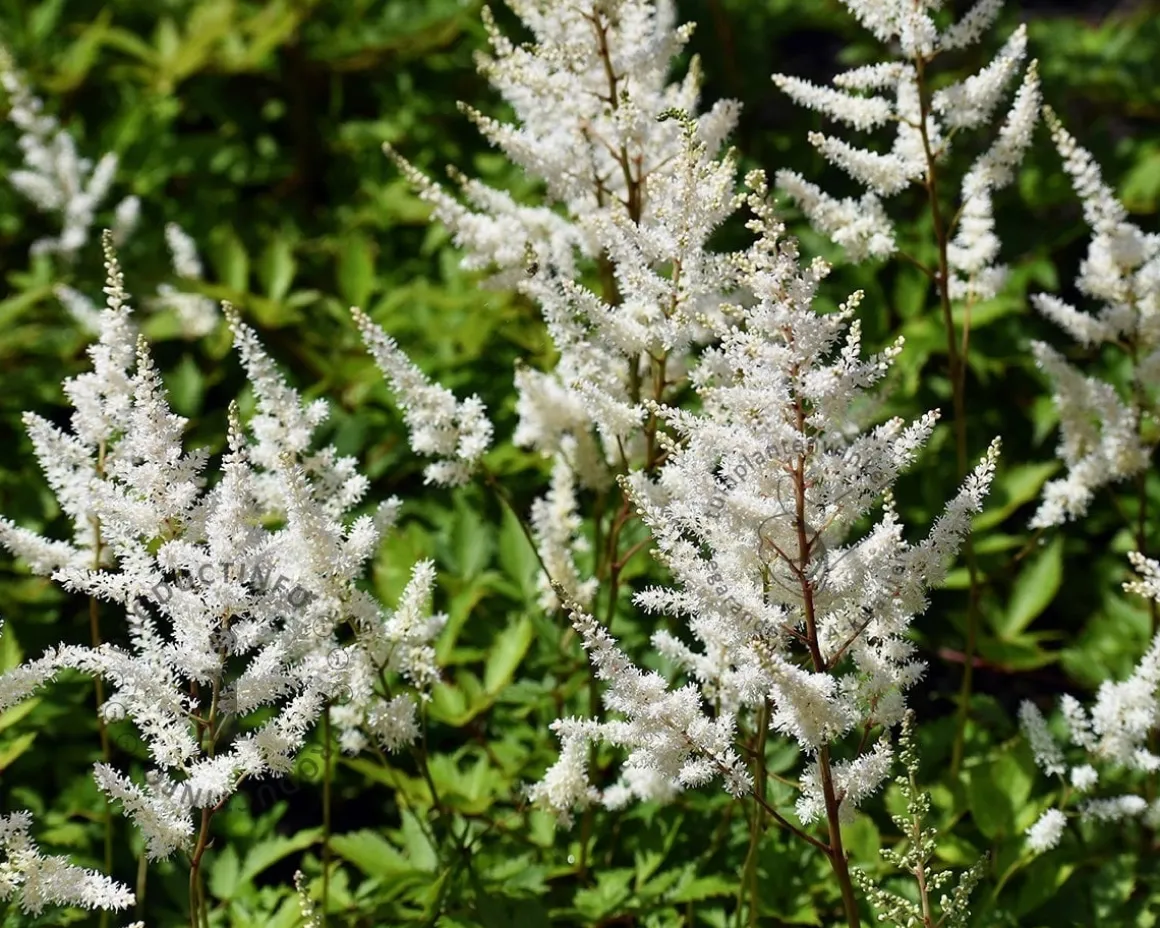 Astilbe japonica 'Deutschland'