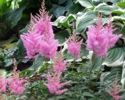 Astilbe japonica 'Rheinland'
