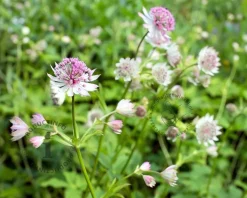 Astrantia major