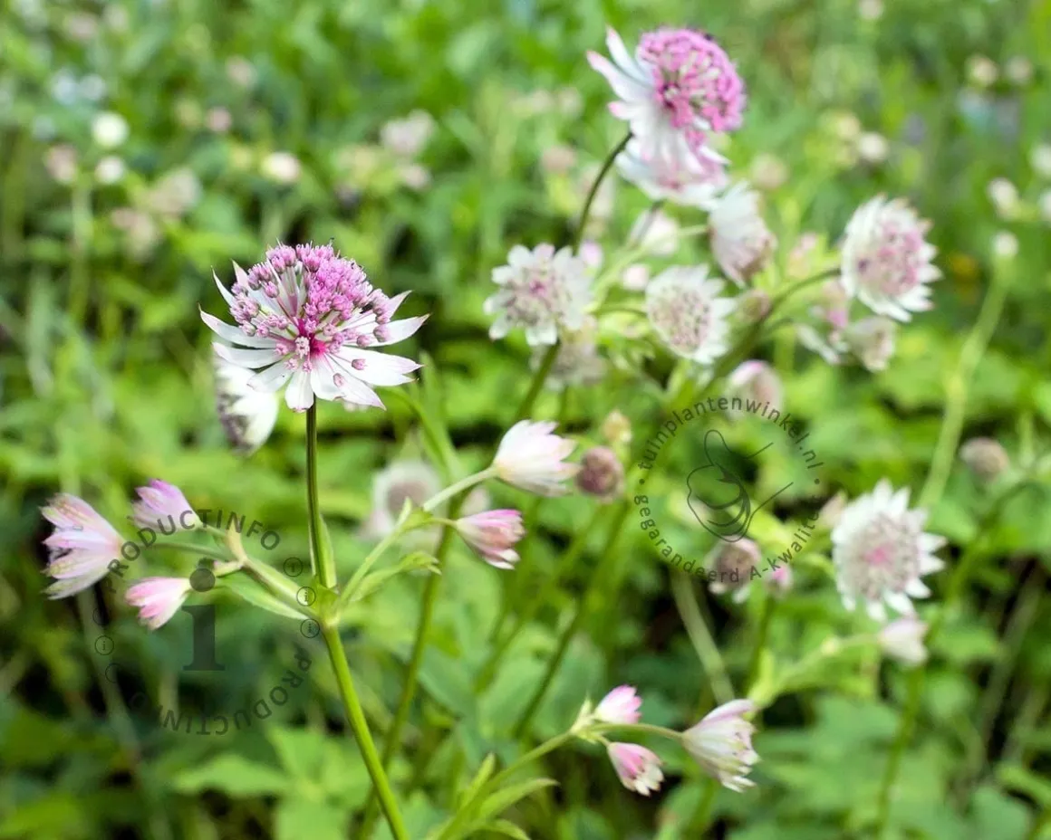 Astrantia major