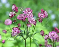Astrantia major 'Claret'