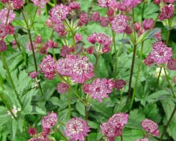 Astrantia major 'Claret'