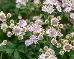 Astrantia major 'Roma'
