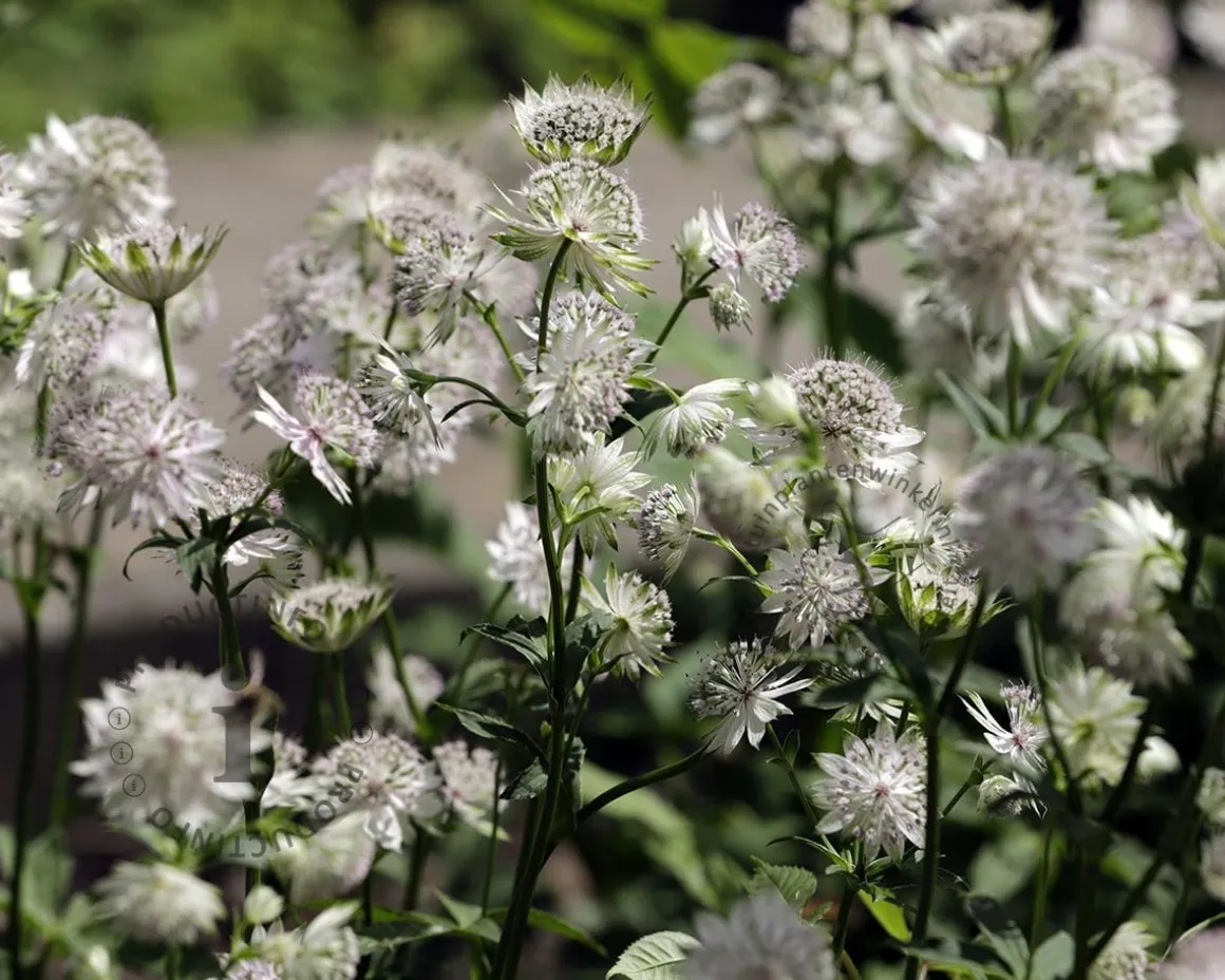 Astrantia major 'Superstar'