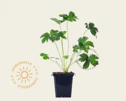 Astrantia major 'Superstar'