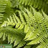Athyrium filix-femina