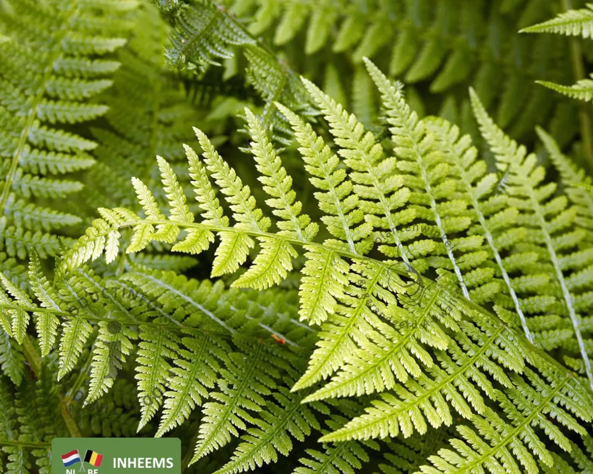 Athyrium filix-femina