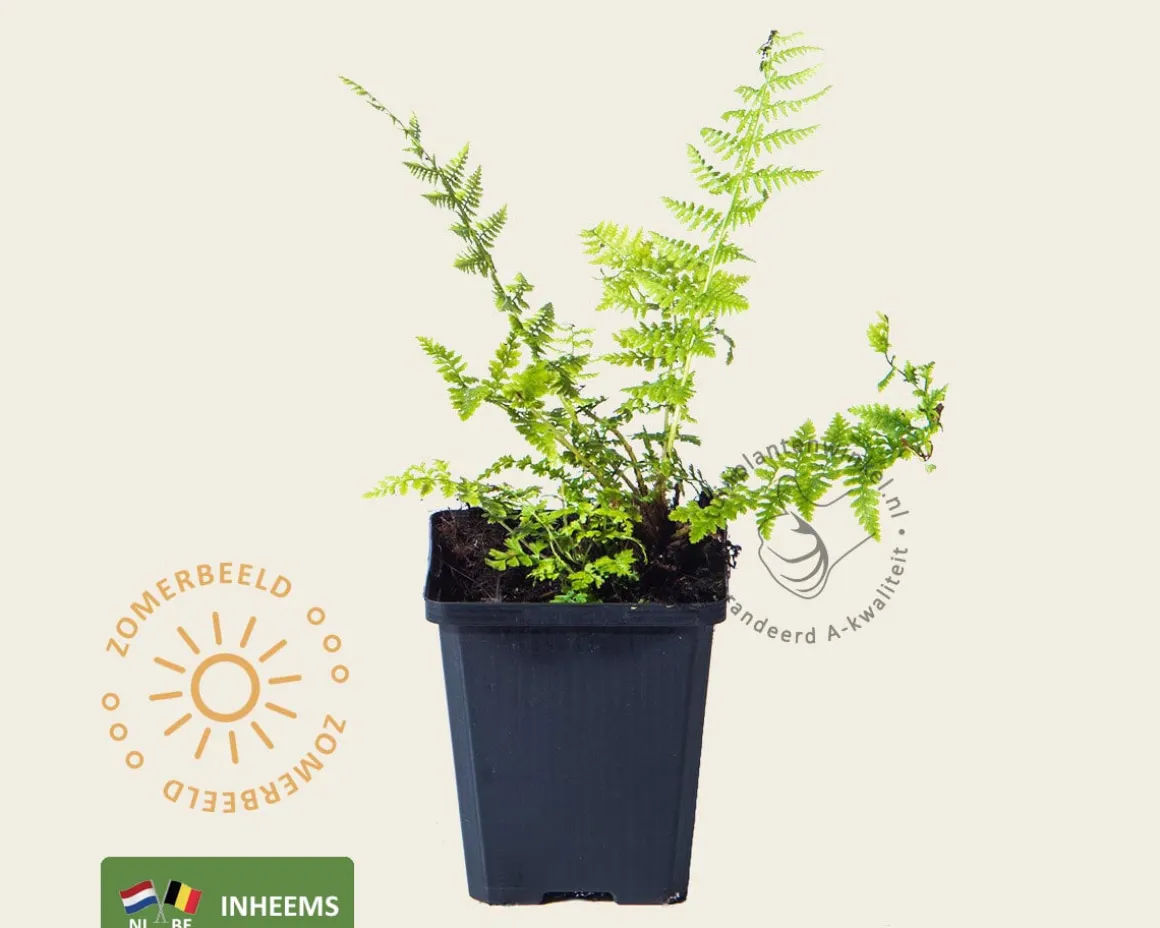 Athyrium filix-femina