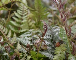 Athyrium niponicum 'Metallicum'
