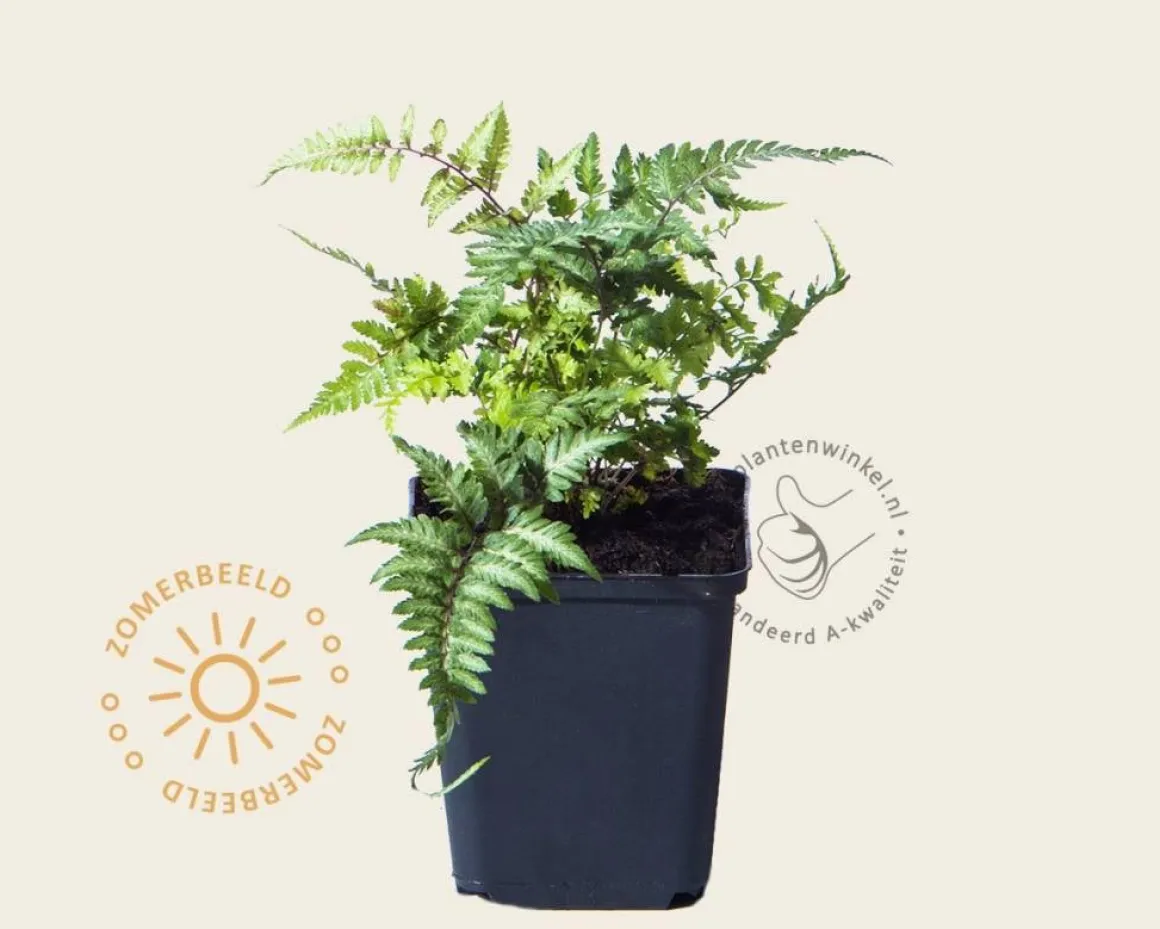 Athyrium niponicum 'Pictum'