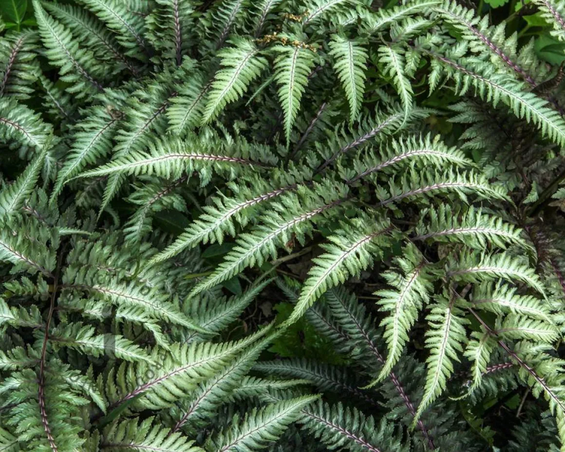 Athyrium niponicum 'Pictum'