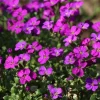 Aubrieta 'Cascade Red'