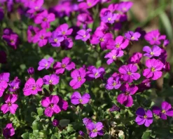Aubrieta 'Cascade Red'