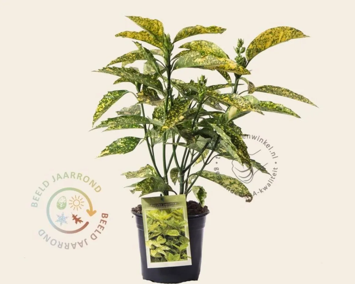 Aucuba japonica 'Golden King'