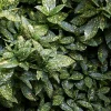 Aucuba japonica 'Variegata'